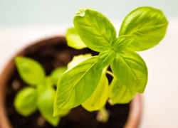 Growing Tomatoes Indoor