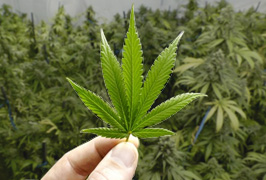 Growing Marijuana Indoor