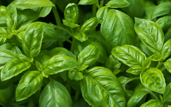 basil