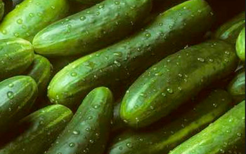 cucumber