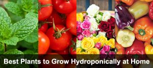 Best Plants to Grow Hydroponically