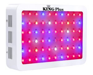 King Plus 600w LED Review