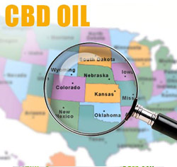 Where to buy Cannabis Oil